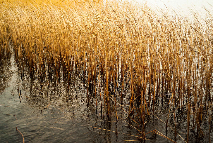 nature, plant, water, reed, pond, brown, dry