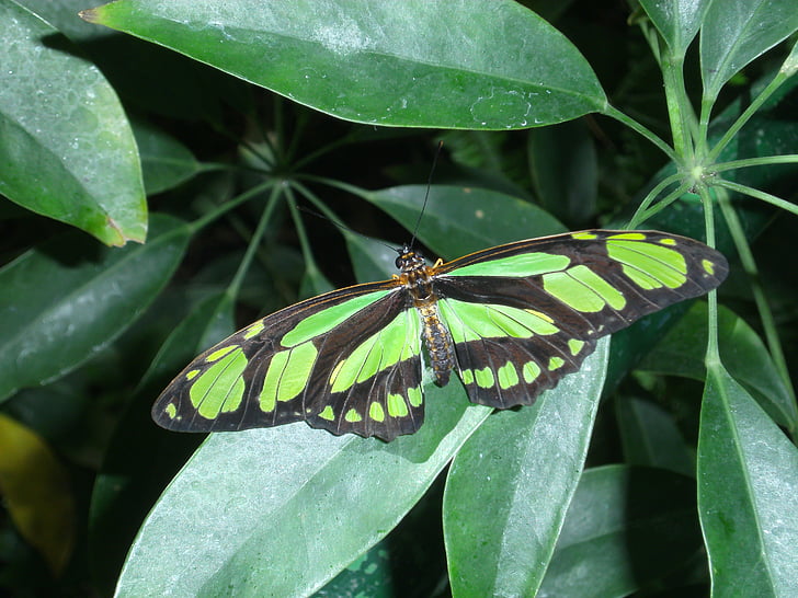 sommerfugl, grøn, natur