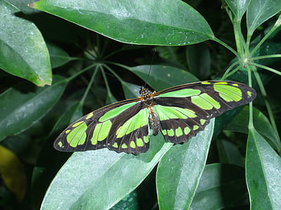 papallona, verd, natura