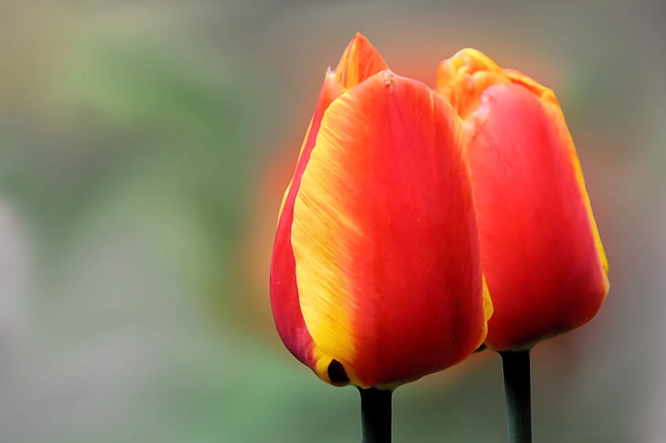 flor, flor, flor, vermell groc, Tulipa, primavera, natura