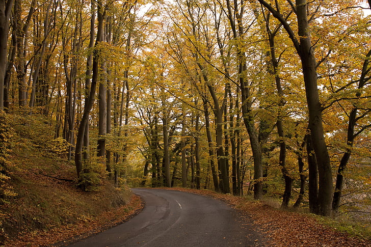 šuma, priroda, jesen, vanjski, prirodni, krajolik, žuta