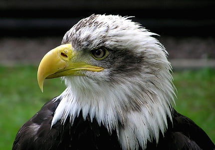 valkoinen, musta, kalju, Eagle, kalju kotka, Adler, Raptor
