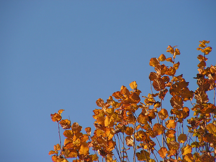 葉, 秋, 紅葉, 色, 乾燥葉, 秋の色, 黄金色の秋