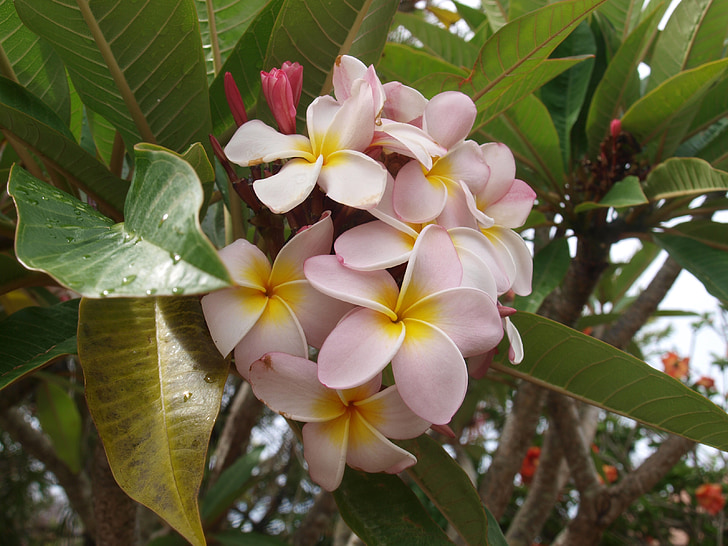 flower, plant, nature