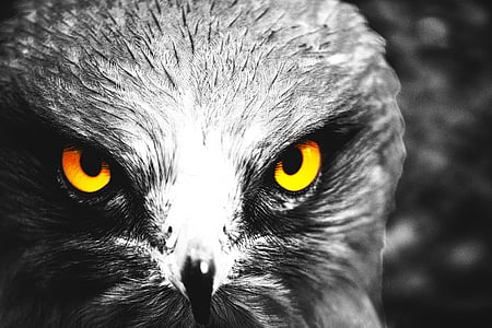 Eagle, ögon, gul, fågel, gula ögon, Söt, fluga