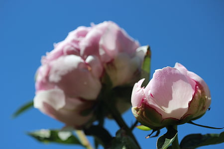 μωρό τριαντάφυλλο, Παιώνια, άνθος, άνθιση, λουλούδι, άνοιξη, διπλό λουλούδι