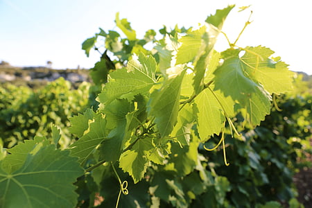 vines, provence, light