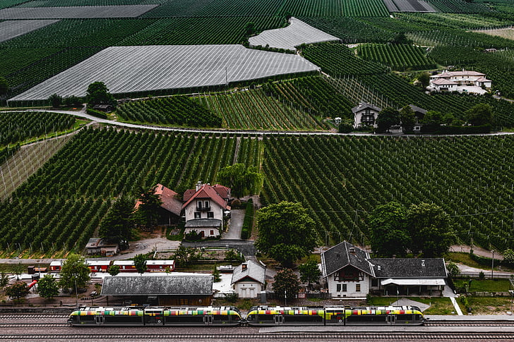 Weinberge, Reben, Weinbau, Grün, Rebe, in Südtirol, Vinschgau