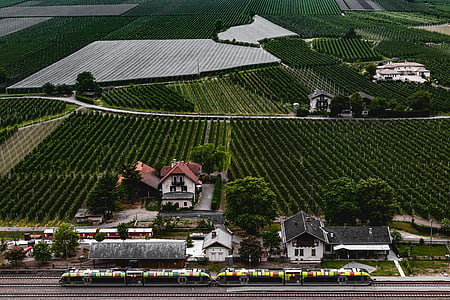 viinamarjaistanduste, viinapuude, Geenitehnoloogia veini tootmises, roheline, viinapuu, Lõuna-Tirooli, teatav