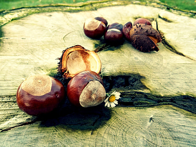 chestnut, autumn, tree, brown, shell, october, nature