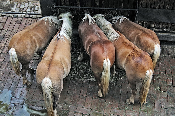 horses, ponies, animals, eating, five, farm, stallion