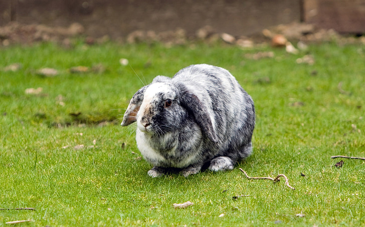 zajačik, králik, PET, lop-eared, sivá, biela, milý