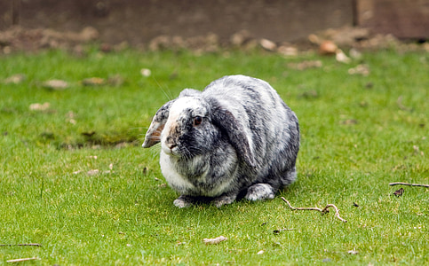 กระต่าย, กระต่าย, สัตว์เลี้ยง, lop-eared, สีเทา, สีขาว, น่ารัก