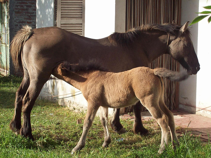 animals, horses, colt, tenderness, beauty, nature, mother