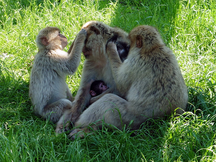 macaco de Barbary, macaco, animal, jardim zoológico, safári, Dinamarca, Givskud