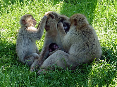 Barbary ape, opica, živali, živalski vrt, Safari, Danska, : Givskud