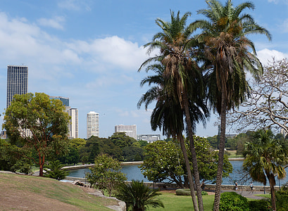 Sydney, Austràlia, jardí botànic, Parc, botànic, flora, jardí