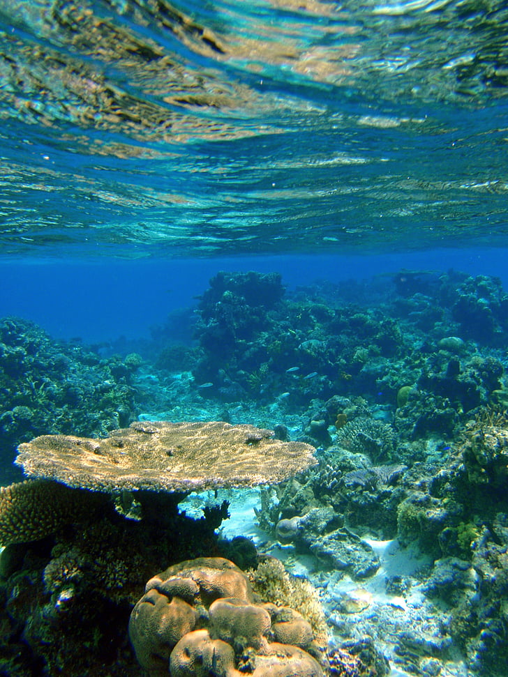 Fiji, Reef, Coral, Tropical, hav, undervanns, naturlig