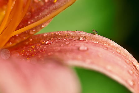 Lily, fleur, après la pluie, macro, nature, fleur de fleur, été