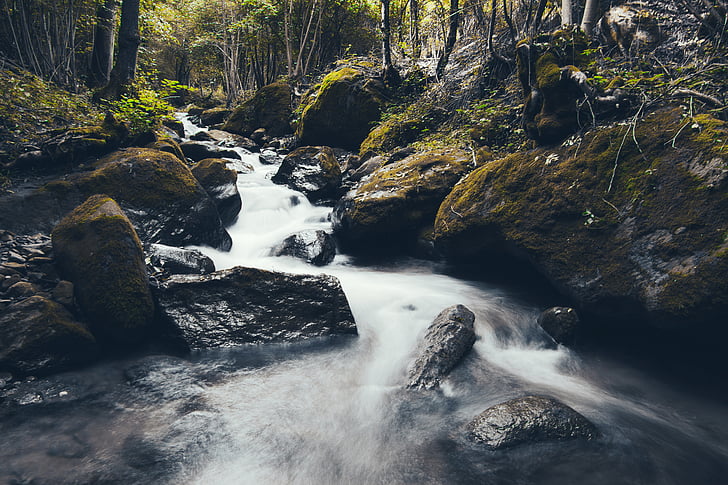 stream, flowing, forest, water, river, moss, green