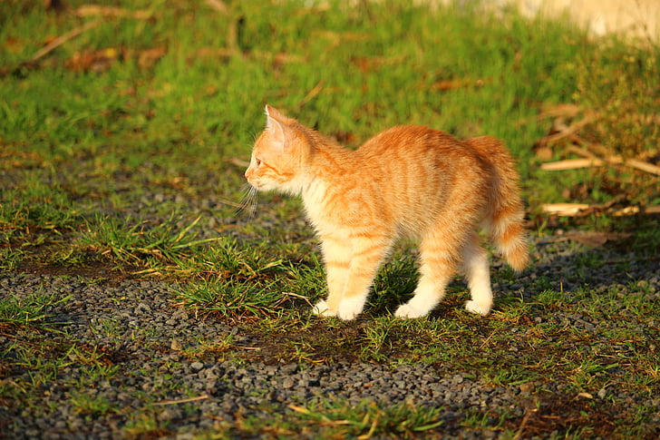 katten, kattunge, katten baby, ung katt, rød katt, gresset, innenlands cat