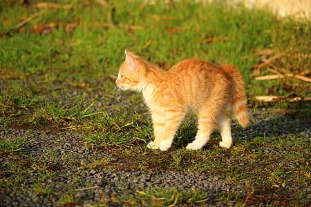 고양이, 고양이, 고양이 아기, 젊은 고양이, 빨간 고양이, 잔디, 국내 고양이