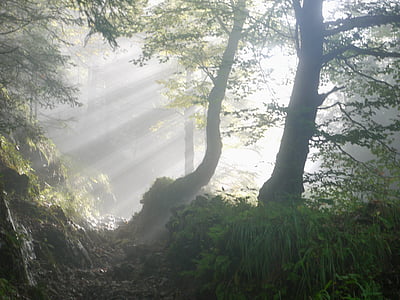 Filiala, Dawn, mediu, toamna, ceaţă, pădure, calea de pădure