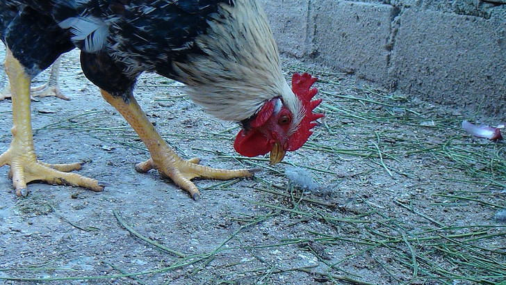 gallo, ave, animal, feathers, crest, domestic fowl