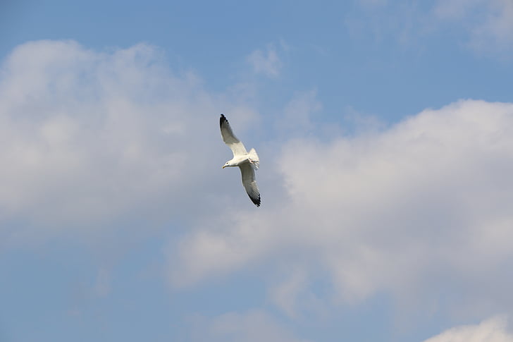 sky, flight, nature, birds, emergency, at the moment, wing