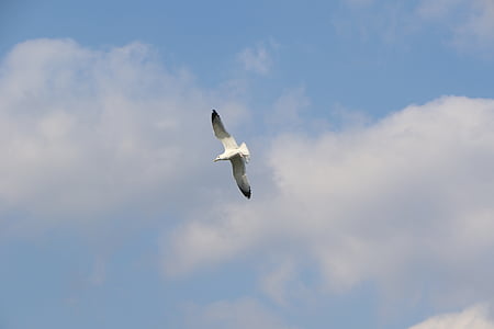 sky, flight, nature, birds, emergency, at the moment, wing