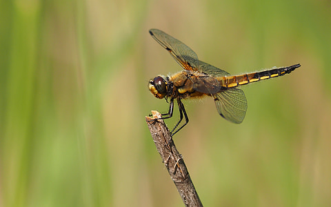 Příroda, Dragonfly, makro, hmyz