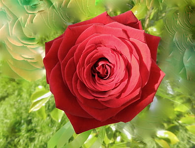 rosa, rød, kjærlighet, hage, rød rose, røde blomster, kronblad
