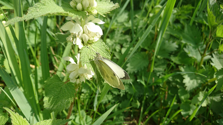butterfly, animal, nature, fauna, wildlife, white butterfly, green