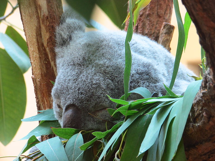 Koala, grijs, slapende, dier, zoogdier, dierentuin
