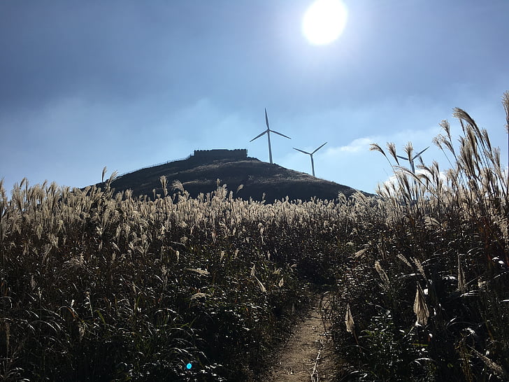 Sunshine, dongbaishan, Reed