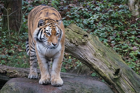 tiger, amurtiger, zoo, animal, carnivore, wildlife, mammal