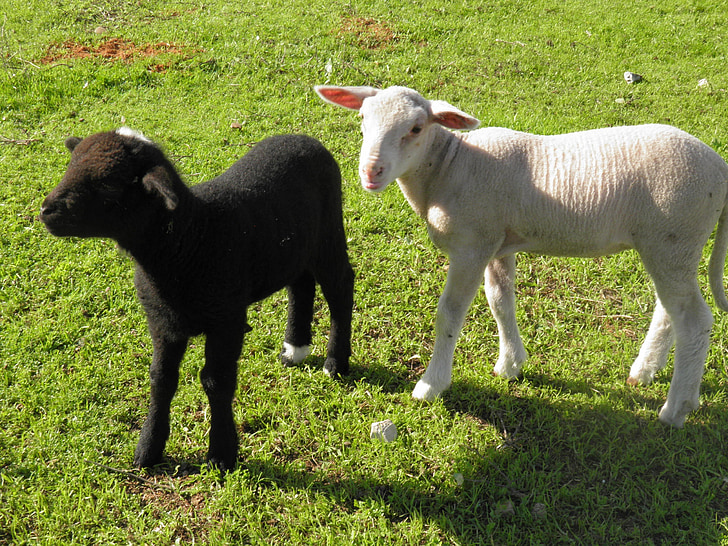 lamb, black and white, sheep, farm, black, white, agriculture