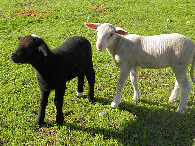 agneau, noir et blanc, moutons, ferme, noir, blanc, Agriculture