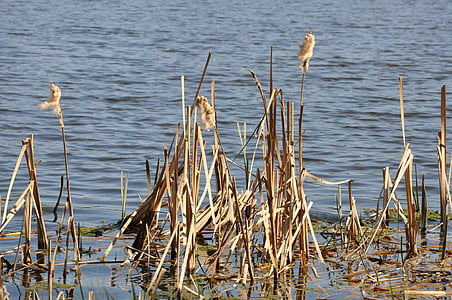 Lac, eau, végétation, nature, bleu, paysage