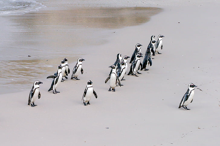 pingvīns, ēzelis, vadītājs, priekšnieks, vientuļi, komanda, Āfrikas