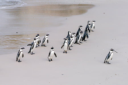 ペンギン, ジャッカス, リーダー, ボス, 孤独です, チーム, アフリカ