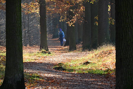 горски път, пешеходна пътека в гората, Пътят през гората, Есенна гора, Есен в гората, природата, пътека