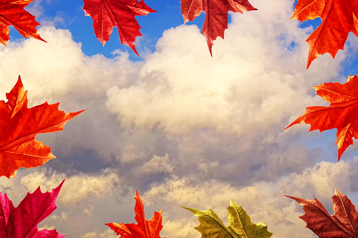 bingkai, musim gugur, daun-daun kering, langit, awan, daun kering, alam