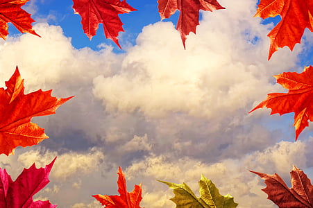 フレーム, 秋, 乾燥葉, 空, 雲, 乾燥葉, 自然