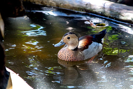 duck, mallards, bird, pond, swimming, nature, mallard Duck