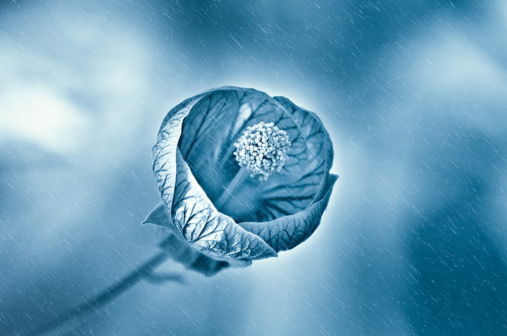 flower, rain, wet, drops, droplet, spring, light
