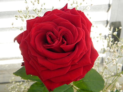 Rosa, roses, fleur