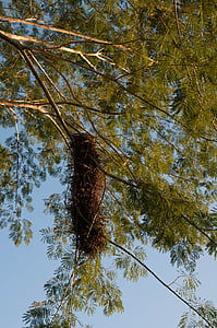 birds nest, nest, nature, tree, hanging, wildlife, ornithology