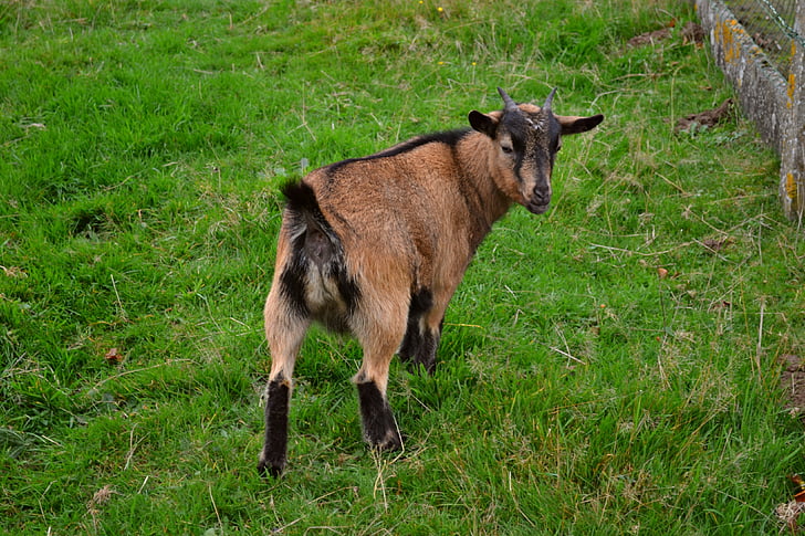 goat, mammal, ungulate, green, meadow, pasture, brown goat
