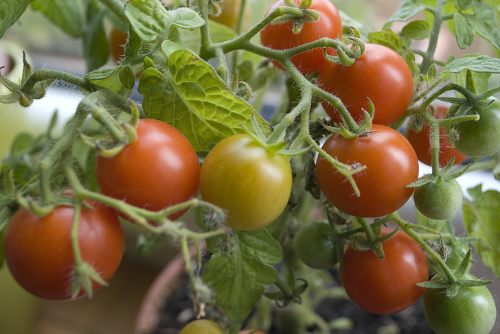 tomat, plante, natur, grøn, rød, grøntsager, vegetabilsk